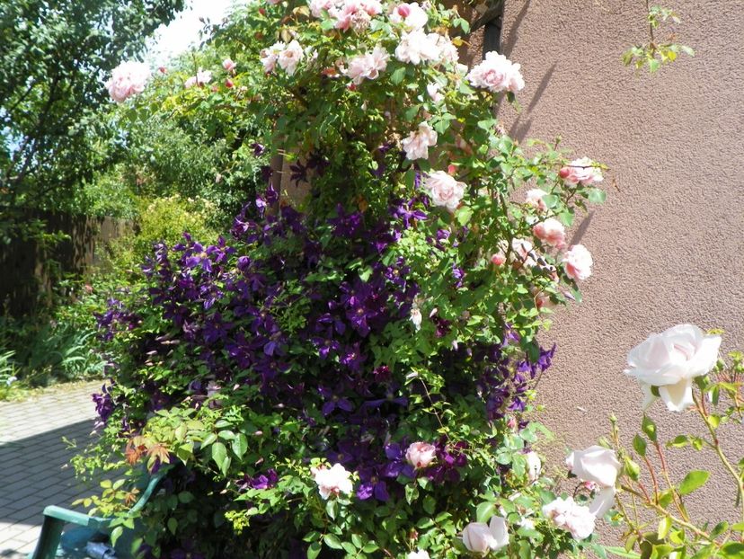 Polish Spirit - Clematite 2017