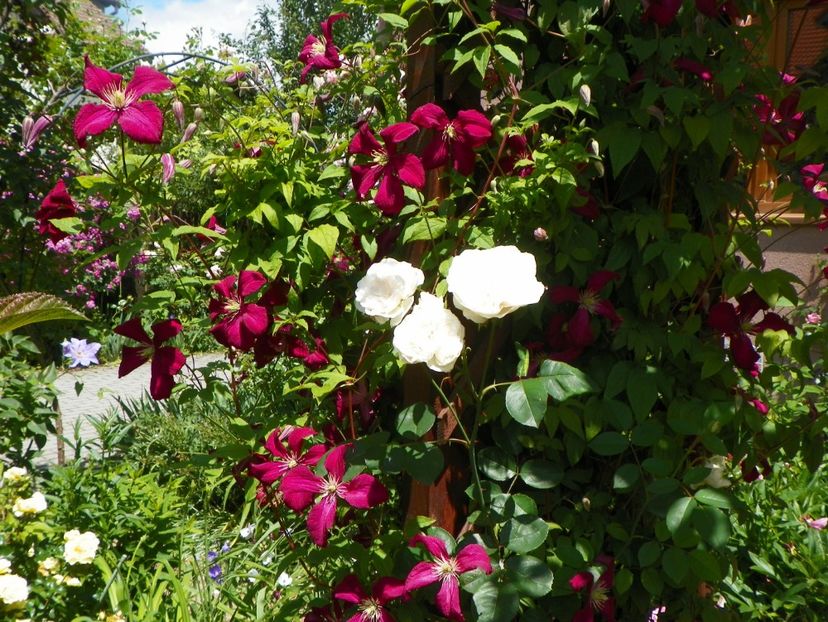 Mme. Julia Correvon - Clematite 2017