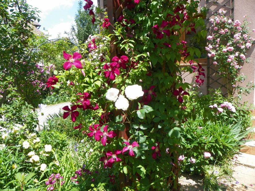 Mme. Julia Correvon - Clematite 2017