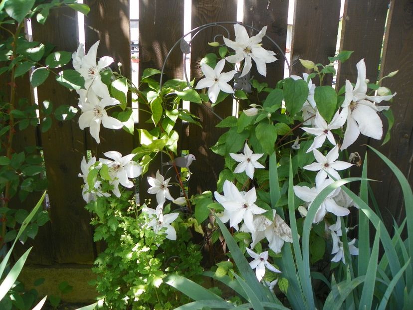 Beautiful Bride - Clematite 2017