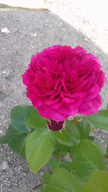  - Johann Wolfgang von Goethe