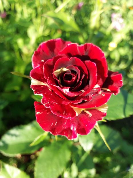 Hocus pocus - Trandafiri 2017