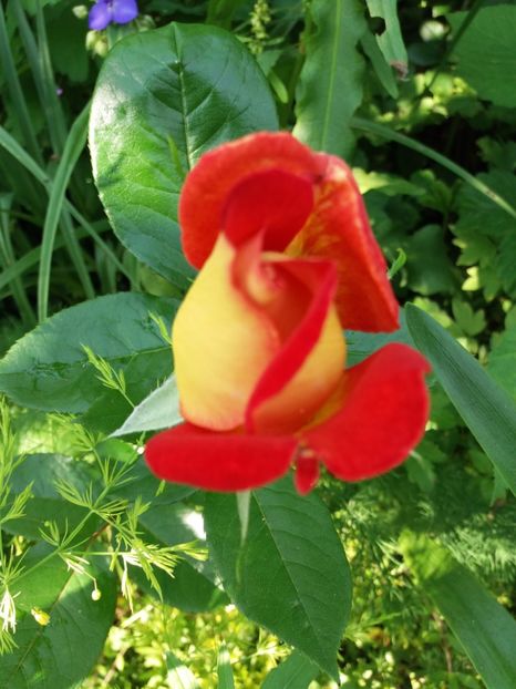 Monika - Trandafiri 2017