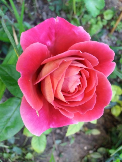 Kronenburg - Trandafiri 2017