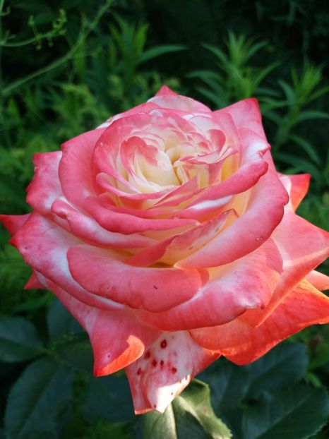 Princessa - Trandafiri 2017