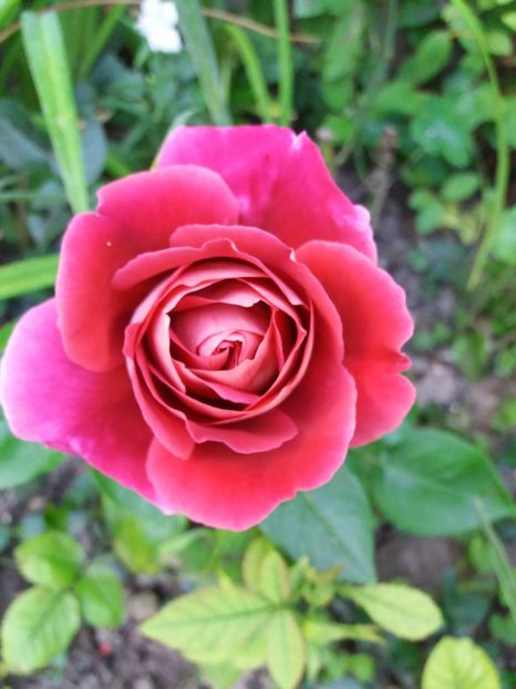 Kronenburg - Trandafiri 2017