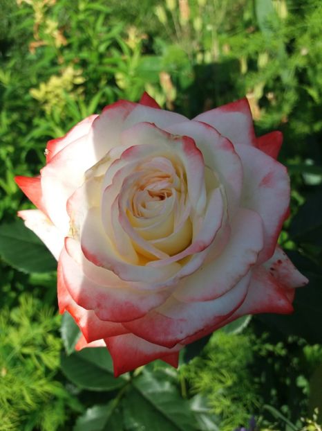 Princessa - Trandafiri 2017