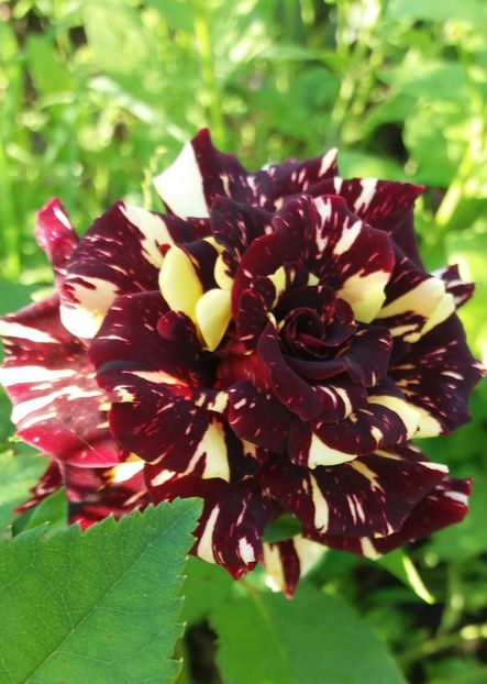 Hocus  pocus - Trandafiri 2017