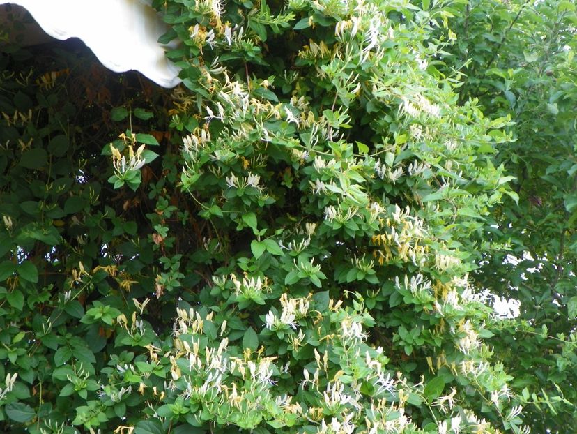 lonicera japonica - Copacei si arbusti 2017