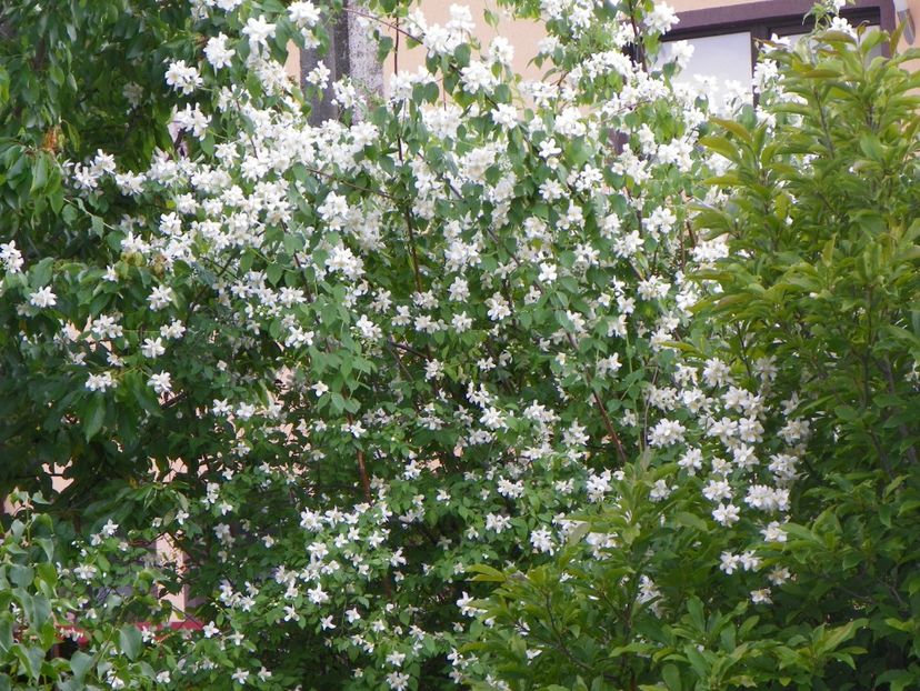 philadelphus inodorus - Copacei si arbusti 2017