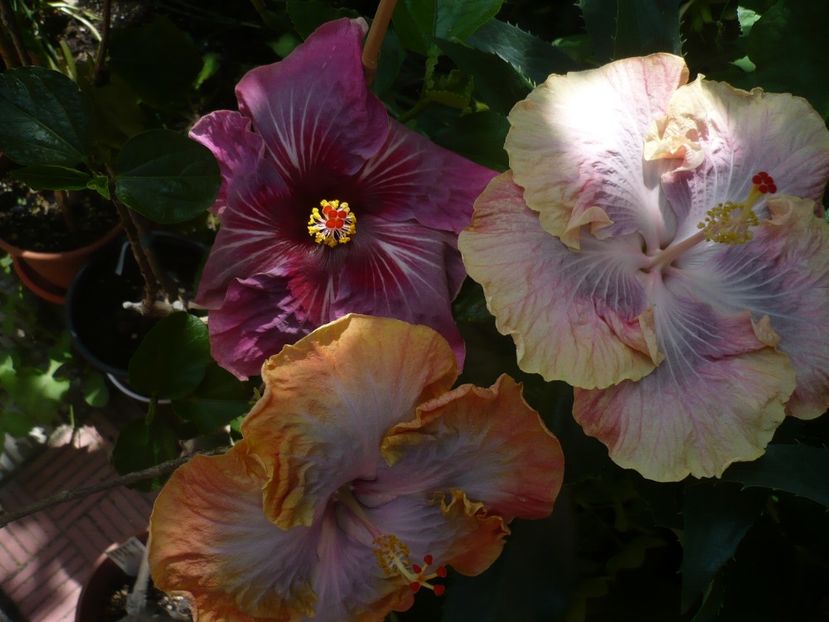 P1320951 - HIBISCUSI 2017-1