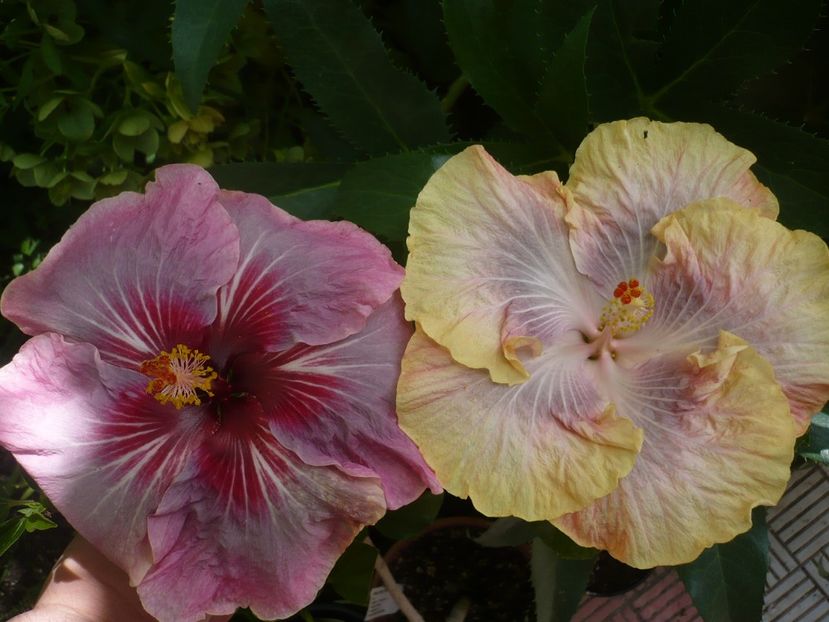 P1320967 - HIBISCUSI 2017-1