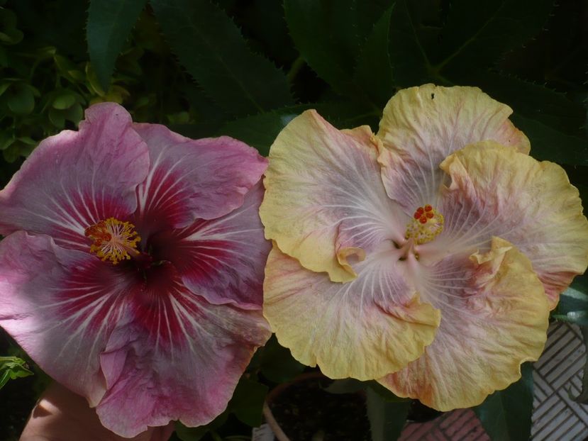 P1320968 - HIBISCUSI 2017-1