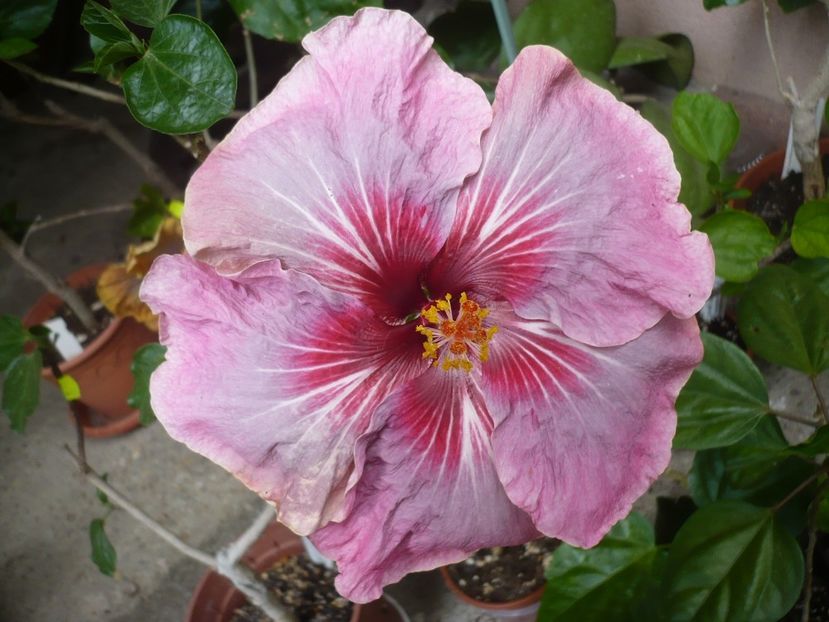 P1320974 - HIBISCUSI 2017-1
