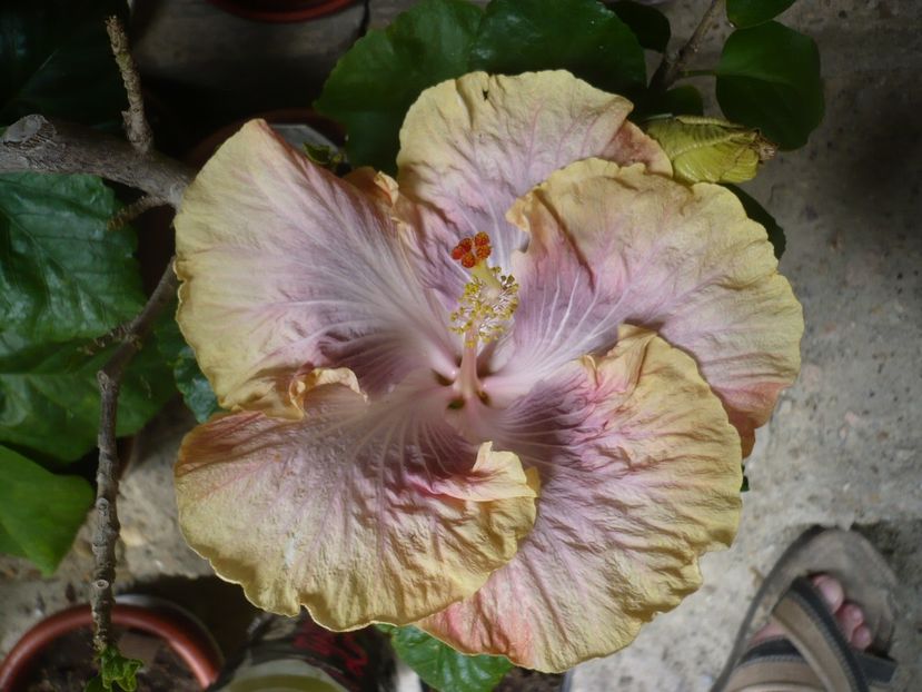 P1320975 - HIBISCUSI 2017-1