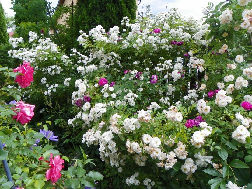 14 iun (54) - Gradina 2017