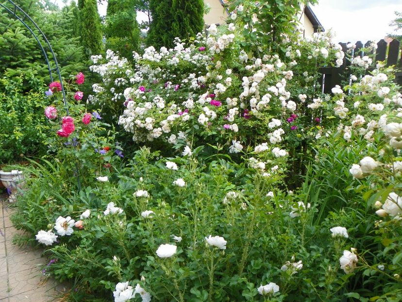 14 iun (55) - Gradina 2017