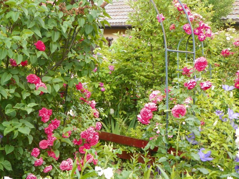14 iun (89) - Gradina 2017