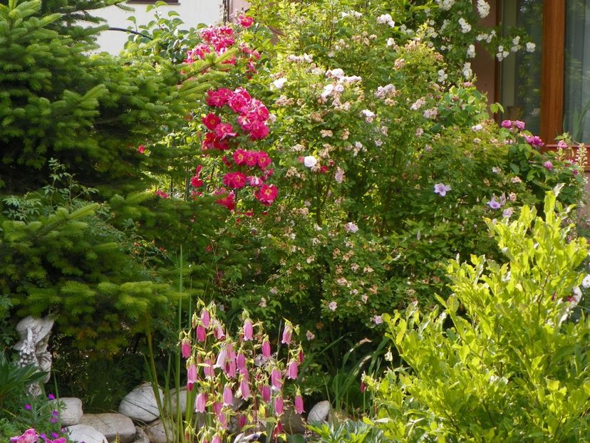 14 iun (120) - Gradina 2017
