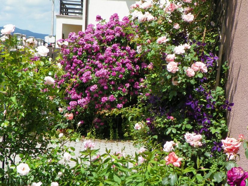 14 iun (184) - Gradina 2017