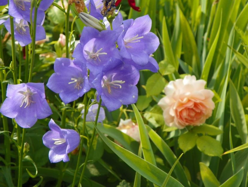 14 iun (126) - Vara 2017