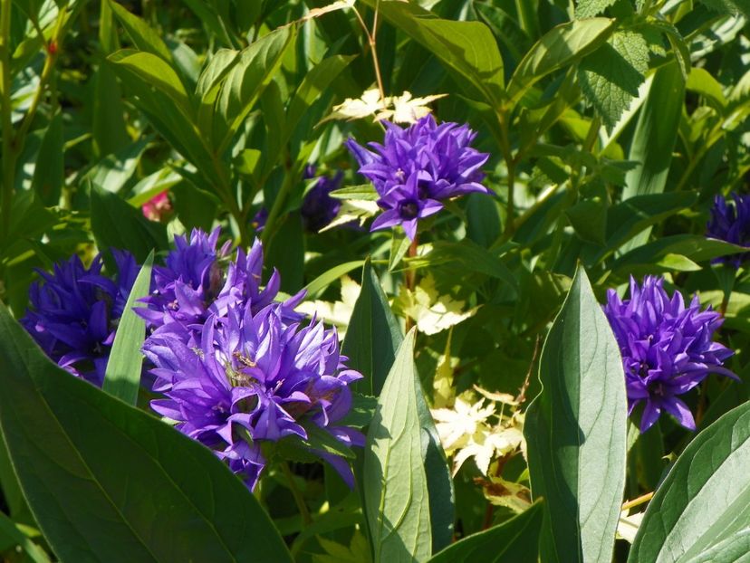 14 iun (32) - Vara 2017