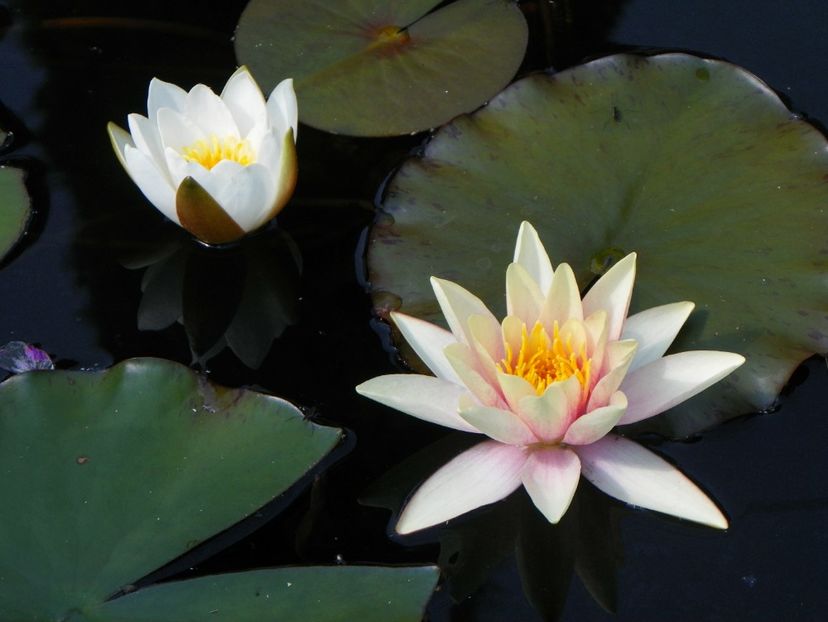 14 iun (44) - Vara 2017