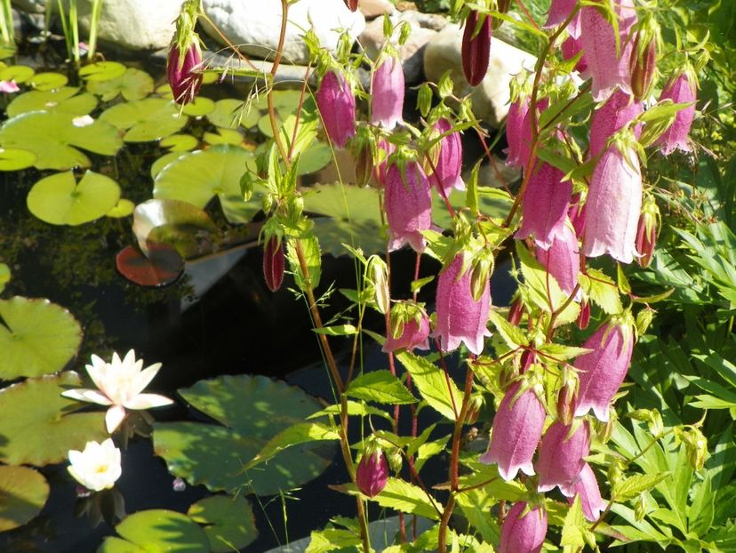 14 iun (46) - Vara 2017