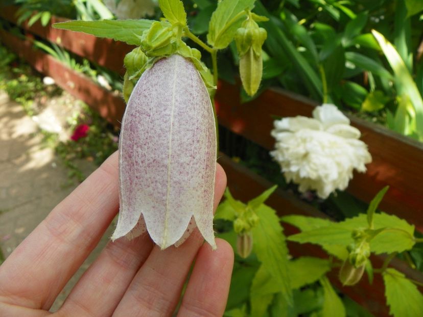 14 iun (99) - Vara 2017