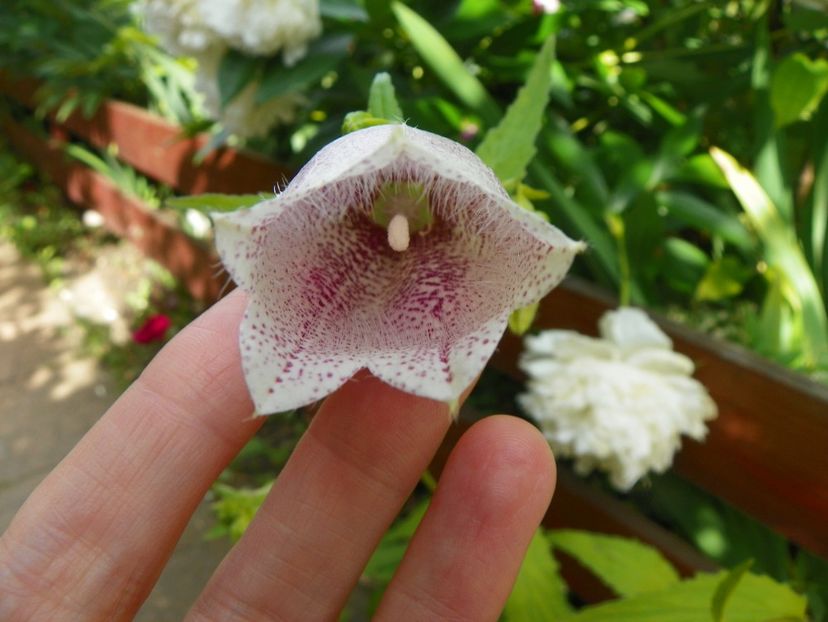 14 iun (100) - Vara 2017