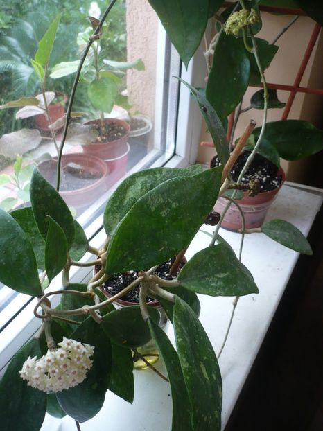 P1320964 - HOYA 2017