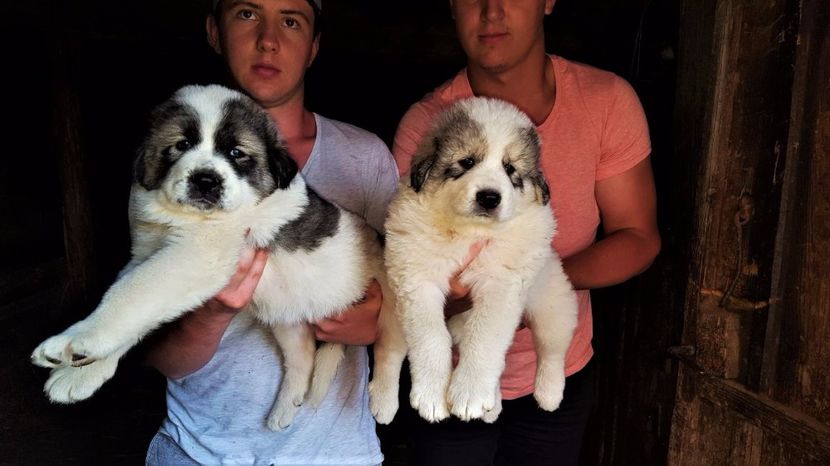 WhatsApp Image 2017-06-11 at 20.20.23 - Catei Ciobanesc de Bucovina 2017