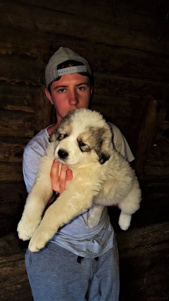 WhatsApp Image 2017-06-11 at 20.20.27 - Catei Ciobanesc de Bucovina 2017