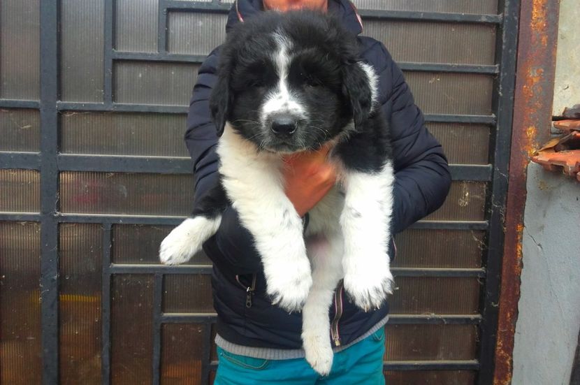  - Catei Ciobanesc de Bucovina 2016