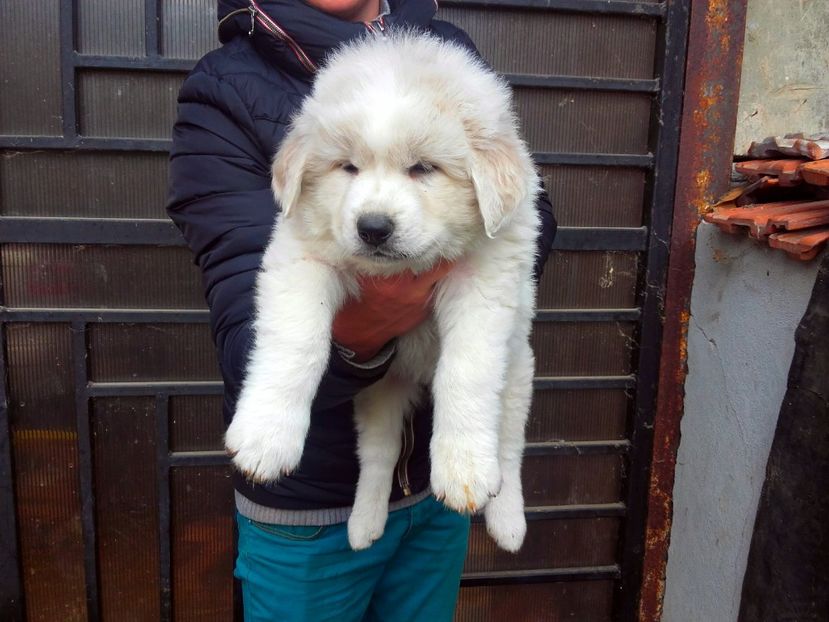  - Catei Ciobanesc de Bucovina 2016