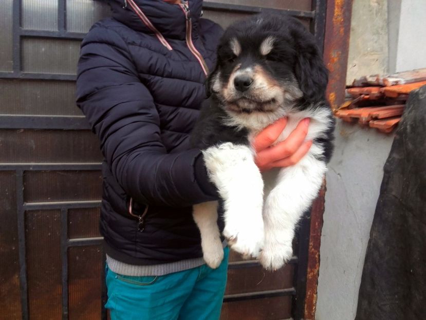  - Catei Ciobanesc de Bucovina 2016