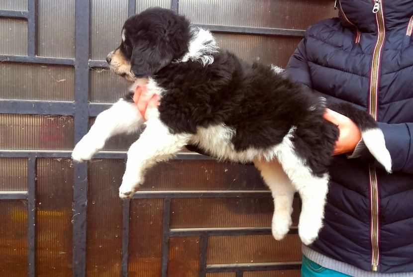  - Catei Ciobanesc de Bucovina 2016