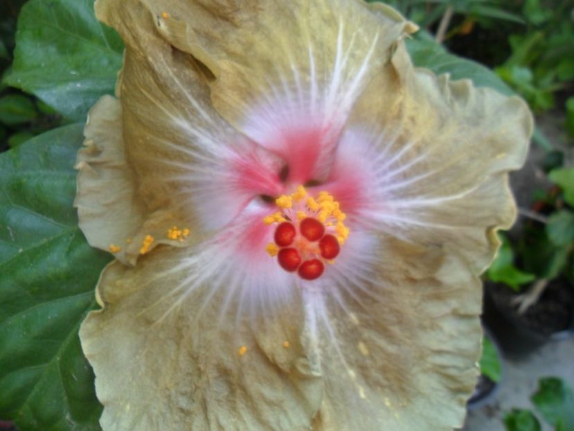  - indian madam curie