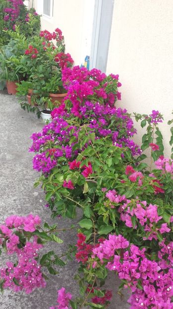  - BOUGAINVILLEA