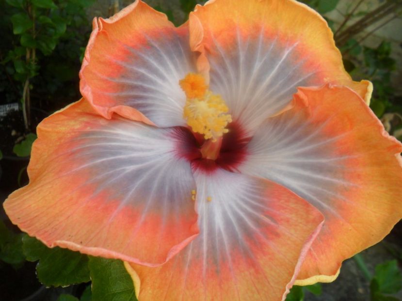 FIFT DIMENSION - 000-hibiscusi deosebiti