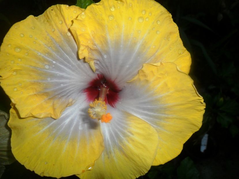  - 000-hibiscusi deosebiti