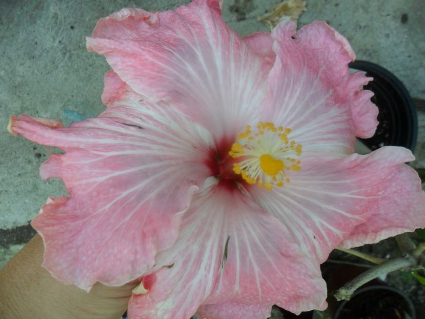  - tahitian lavender extraordinary