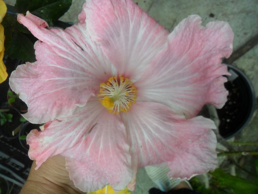  - tahitian lavender extraordinary