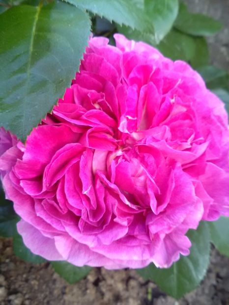  - Parfum Flower Circus