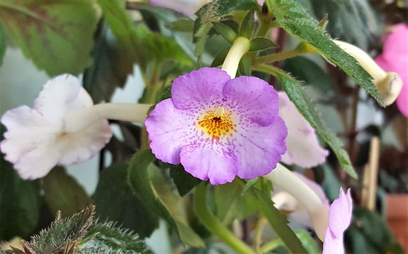 Lavender Flame - Achimenes