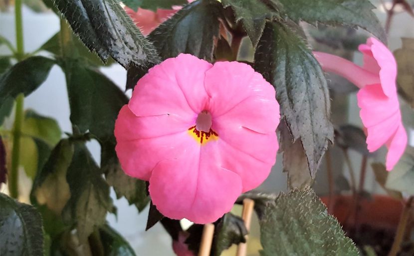 Madame Bovary - Achimenes