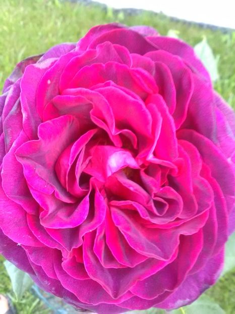  - Asterid grafin von handeberg