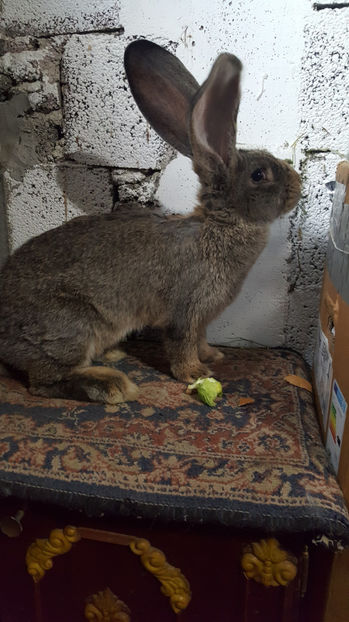 tmp_14430-20170415_1749041242557568 - iepuri