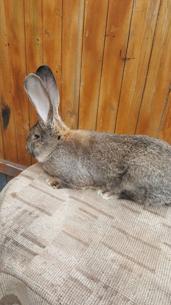 tmp_14430-20170312_144643314372298 - iepuri