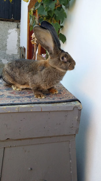 tmp_14430-20161002_1708071746687700 - iepuri